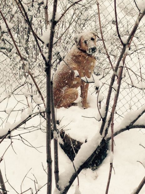 Dog snow